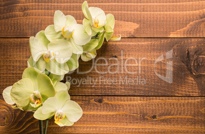 Orchid flowers on wooden background