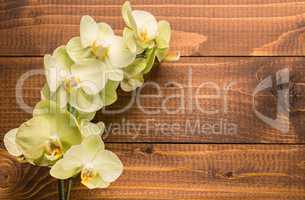 Orchid flowers on wooden background