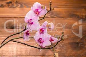 Orchid flowers on wooden background