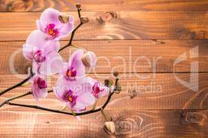 Orchid flowers on wooden background