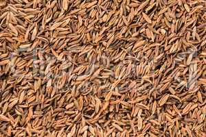 Close up of cumin seeds. Macro