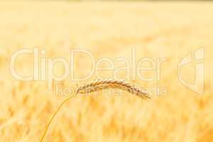 Gold wheat field