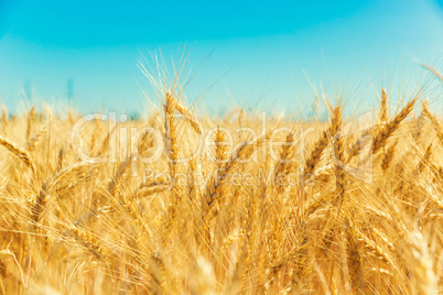 Gold wheat field and blue sky