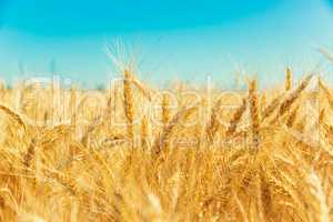 Gold wheat field and blue sky