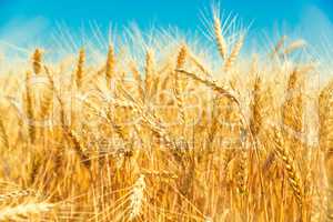 Gold wheat field and blue sky