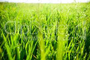 Green grass with drops of morning water. Beautiful summer background with bokeh and blurred background. Low depth of field.