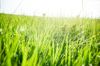 Green grass with drops of morning water. Beautiful summer background with bokeh and blurred background. Low depth of field.