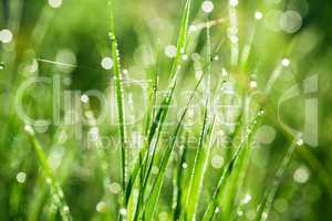 Green grass with drops of morning water. Beautiful summer background with bokeh and blurred background. Low depth of field.