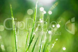 Green grass with drops of morning water. Beautiful summer background with bokeh and blurred background. Low depth of field.