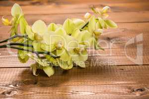 Orchid flowers on wooden background