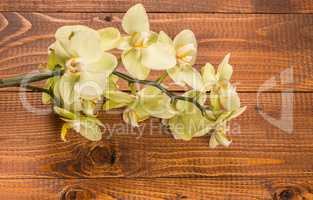 Orchid flowers on wooden background