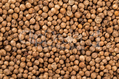 Background of dried coriander seeds