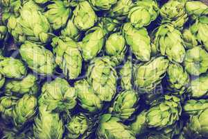 Fresh green hops on a wooden table. Blue toned