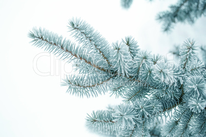 Pine branches covered with hoarfrost