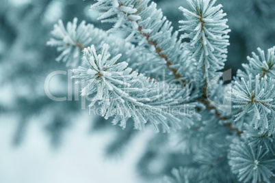 Pine branches covered with hoarfrost