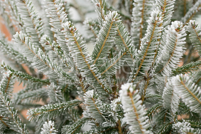 Pine branches covered with hoarfrost