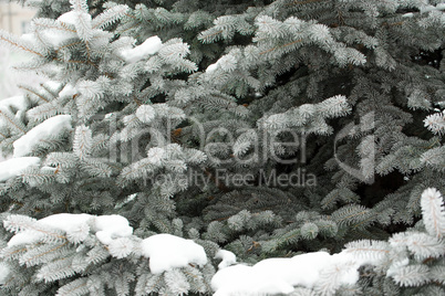 Pine branches covered with hoarfrost