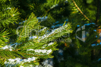 Fir branch on snow