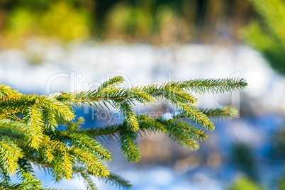 Green fir tree or pine branches