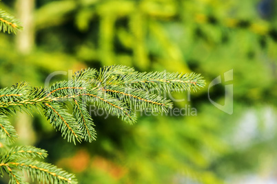 Green fir tree or pine branches