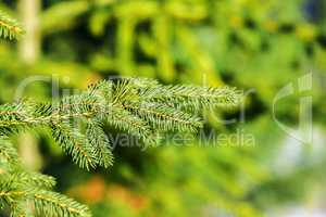 Green fir tree or pine branches