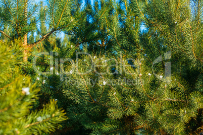 Fir branch on snow