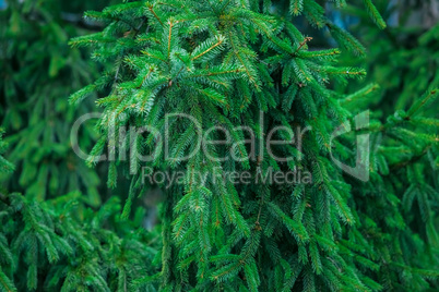 Green fir tree or pine branches