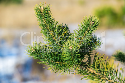 Fir branch on snow