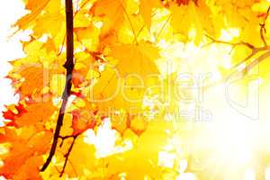 Background Texture Of Yellow Leaves Autumn Leaf Background
