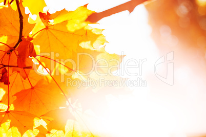 Background Texture Of Yellow Leaves Autumn Leaf Background