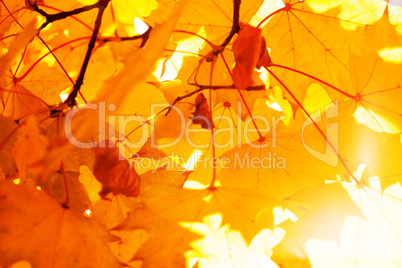 Background Texture Of Yellow Leaves Autumn Leaf Background