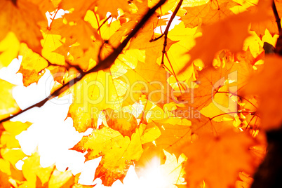 Background Texture Of Yellow Leaves Autumn Leaf Background