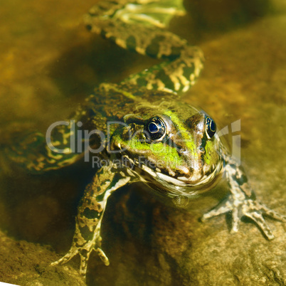 edible frog in muddy water