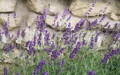 Lavendel vor einer Steinmauer