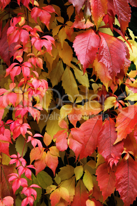 Bunte Blätter im Herbst