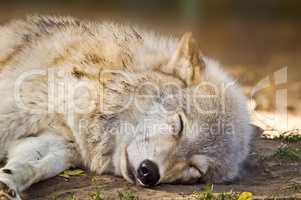Grey Wolf Sleeping