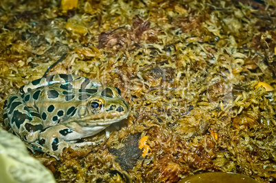 Leopard Frog Close-up