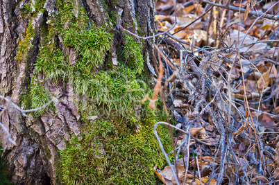 Moss Claiming Bottom of Tree Trunk