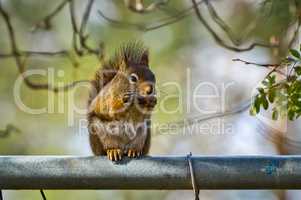 Squirrel Eating on Fence