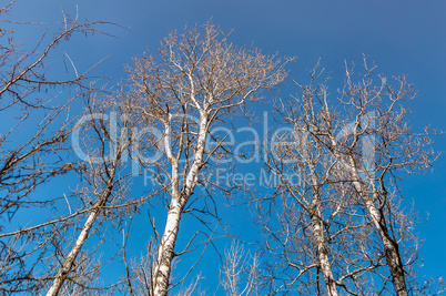 Tall and Leafless Birch