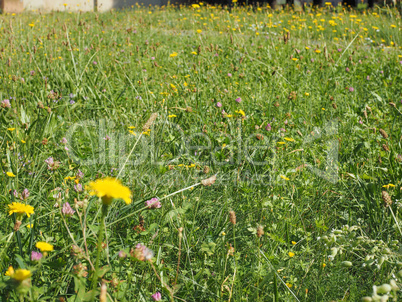 Green grass meadow background