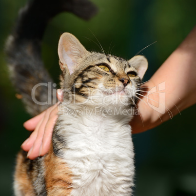 man stroking a small kitten