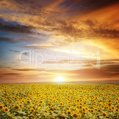 beautiful sunset over sunflowers field