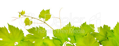 fresh grape leaves