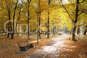 Autumn park and fallen leaves