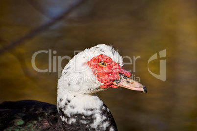 Muscovy Duck Closeup