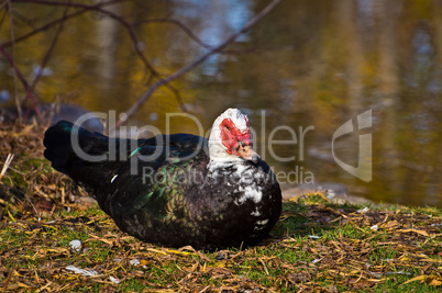 Muscovy Duck Watching Me Cautiously