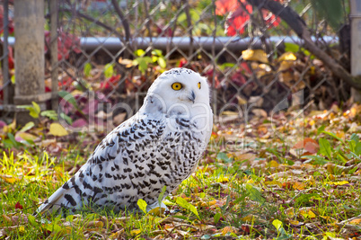 Snowy Owl Sitting on Grass