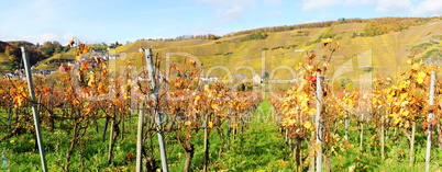 Ürzig an der Mosel Panorama