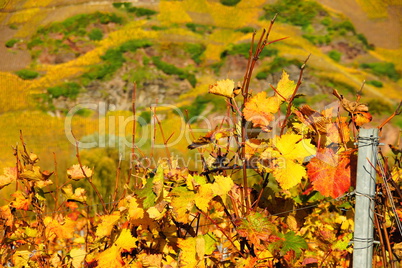 buntes Weinlaub im Herbst